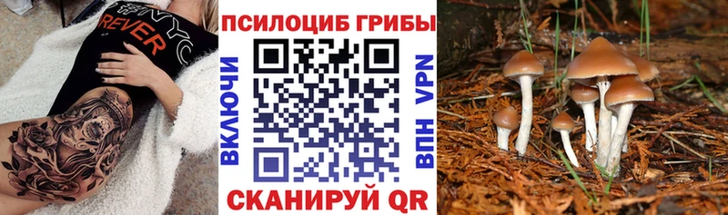Купить  Вельск  Галлюциногенные грибы прущие грибы 